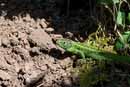 DSC_0093
